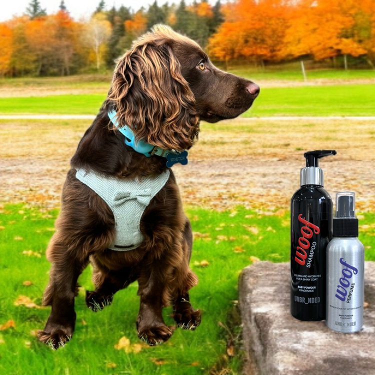 A DOGS LIFE CLUB